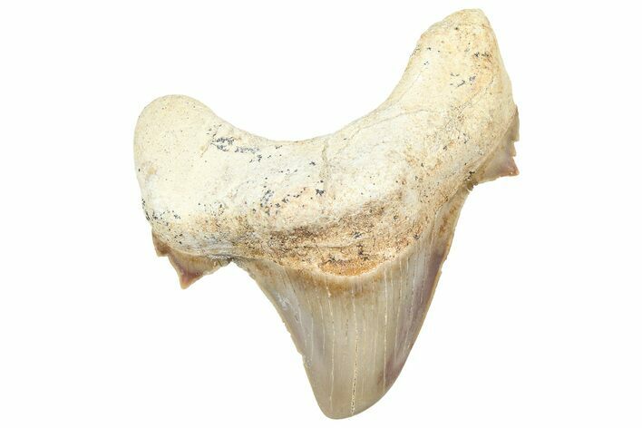 Fossil Shark Tooth (Serratolamna) - Morocco #353515